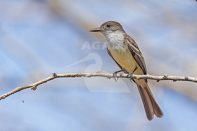 Sad Flycatcher, Myiarchus barbirostris, on Jaimaca. stock-image by Agami/Pete Morris,