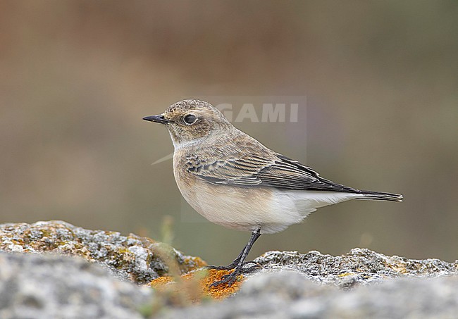 Onvolwassen vrouwtje Bonte Tapuit, Immature Pied Wheatear stock-image by Agami/Tomi Muukkonen,