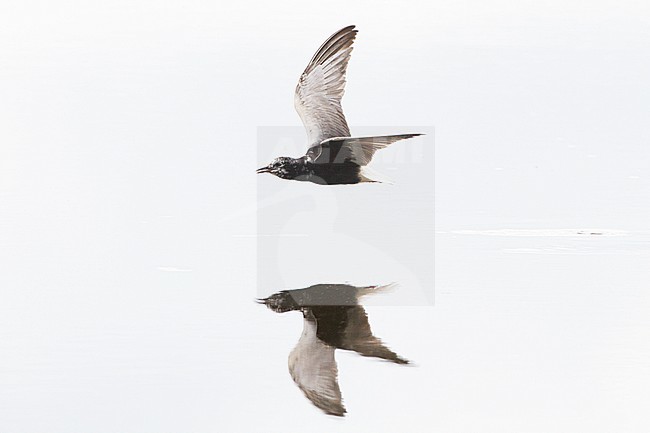 Witvleugelstern vliegend; White-winged Black Tern flying stock-image by Agami/Menno van Duijn,
