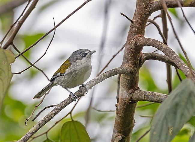 White-winged Warbler (Xenoligea montana) in the Dominican Republic. stock-image by Agami/Pete Morris,
