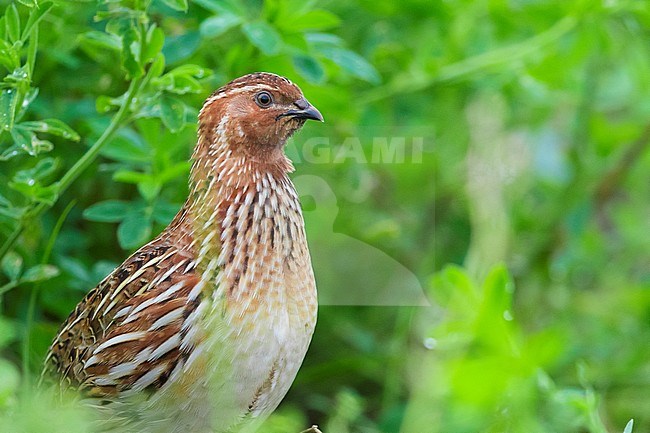 Common Quail (Coturnix coturnix), close-up of a male standing in an Alfalfa field stock-image by Agami/Saverio Gatto,