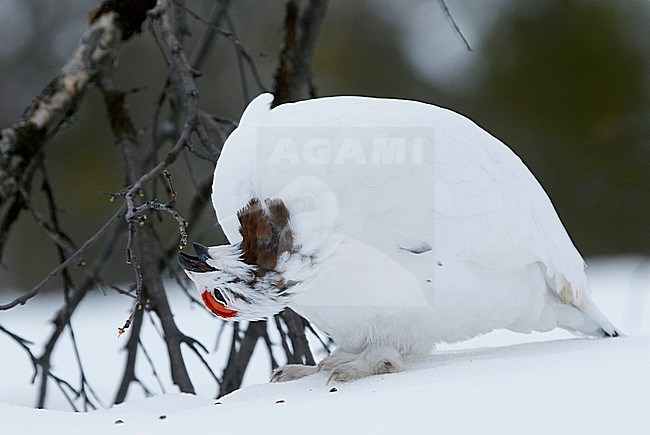 Moerassneeuwhoen in de sneeuw, Willow Ptarmigan in snow stock-image by Agami/Markus Varesvuo,