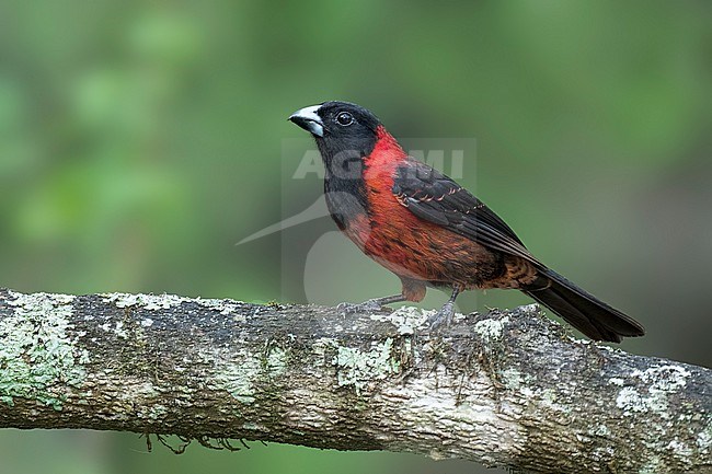 Adult male
Nuevo Leon, Mexico
May 2002 stock-image by Agami/Brian E Small,