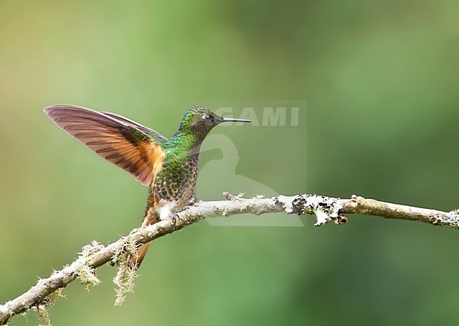 Bruinstaart-hoornkolibrie landend met opgeheven vleugels; Buff-tailed Coronet landing with wings open stock-image by Agami/Marc Guyt,