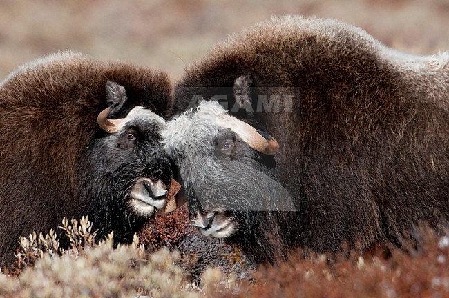 Muskusos op toendra; Muskox in tundra stock-image by Agami/Han Bouwmeester,