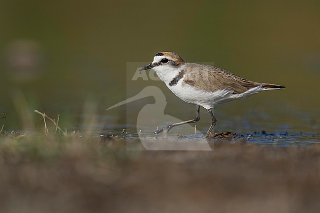 Kentish Plover (Charadrius alexandrinus) walking around at the lakeshore.. stock-image by Agami/Marcel Burkhardt,