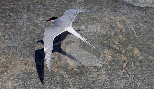 Volwassen Noordse Stern in de vlucht; Adult Arctic Tern in flight stock-image by Agami/Markus Varesvuo,