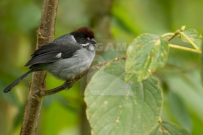 Slaty brushfinch (Atlapetes schistaceus) in Colombia. stock-image by Agami/Dubi Shapiro,