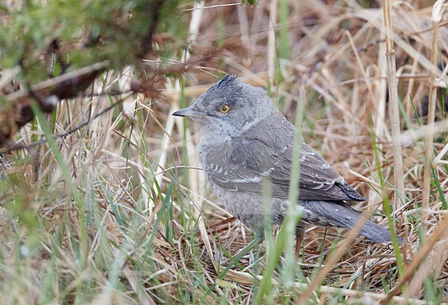 Barred Warbler (Sylvia nisoria) UtÃ¶ Finland May 2010 stock-image by Agami/Markus Varesvuo,
