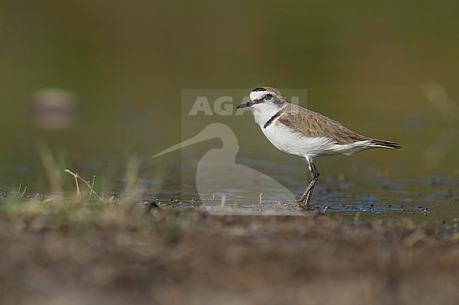 Kentish Plover (Charadrius alexandrinus) walking around at the lakeshore.. stock-image by Agami/Marcel Burkhardt,