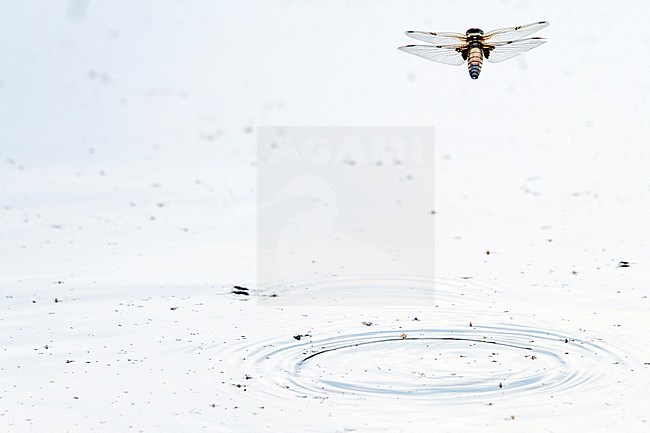 Viervlek, Four-Spotted Chaser stock-image by Agami/Menno van Duijn,