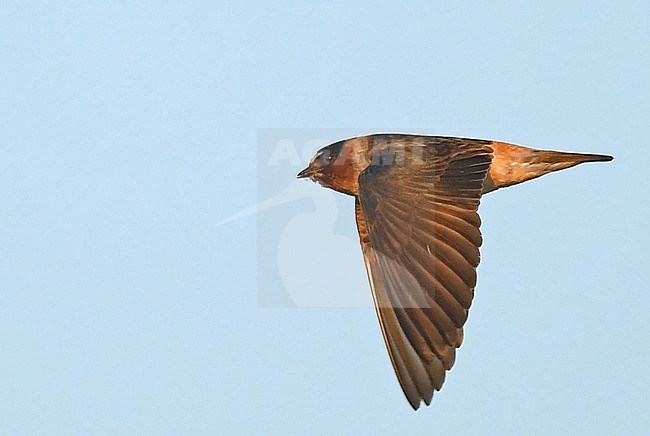 Cliff Swallow (Petrochelidon pyrrhonota) at Churchill, arctic Canada stock-image by Agami/Eduard Sangster,