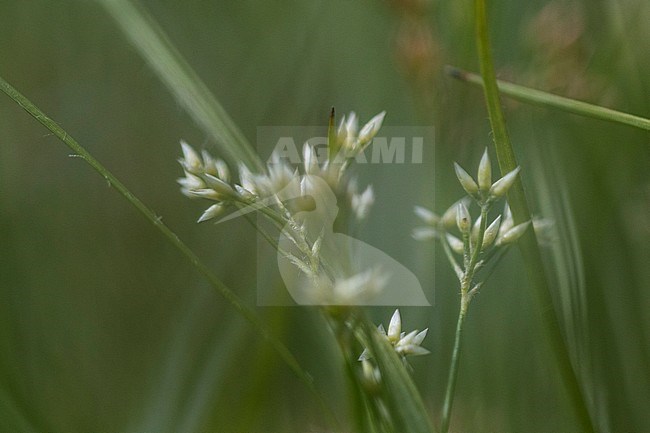 White Woodrush stock-image by Agami/Wil Leurs,