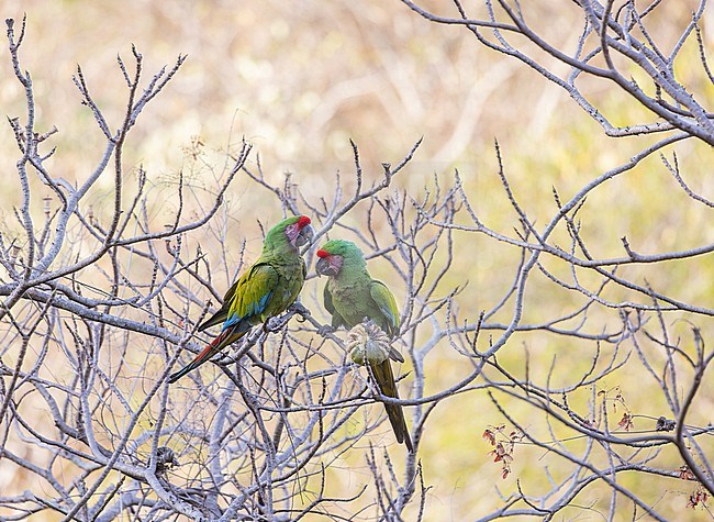 Military Macaw (Ara militaris) in Mexico. stock-image by Agami/Pete Morris,