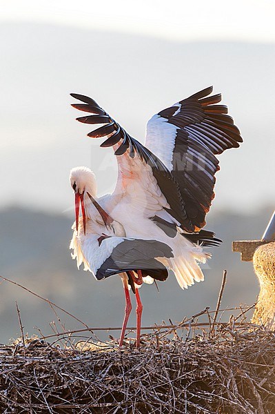 White Stork (Ciconia ciconia) in Trujillo, Extremadura, Spain. Pair copulating on their nest on a church tower in city center. stock-image by Agami/Marc Guyt,