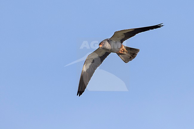 Amur Falcon - Amurfalke - Falco amurensis, Russia, adult male stock-image by Agami/Ralph Martin,