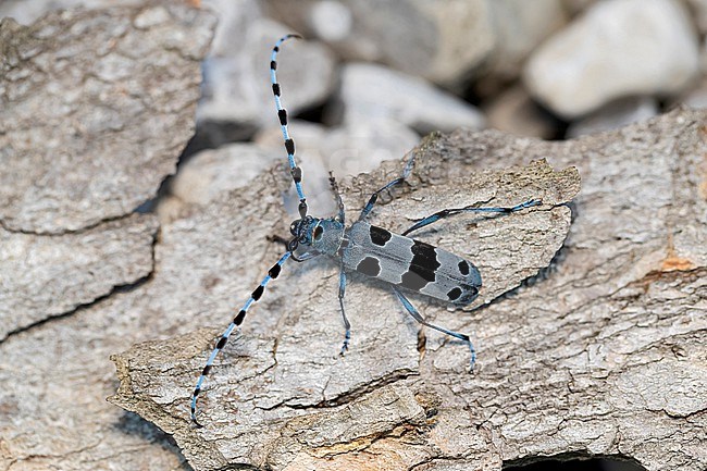 female Alpenboktor, Rosalia longicorn (Rosalia alpina) on a piece of bark of a Sycamore stock-image by Agami/Mathias Putze,