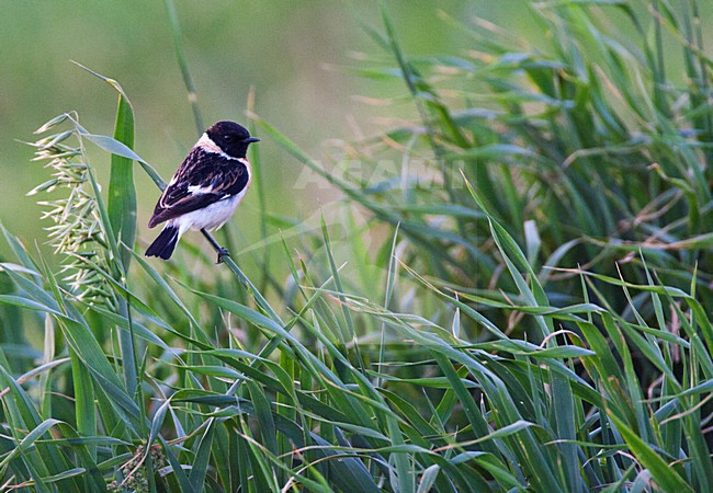 Kaspische Roodborsttapuit, Caucasian Stonechat, Saxicola maurus variegatus stock-image by Agami/Marc Guyt,