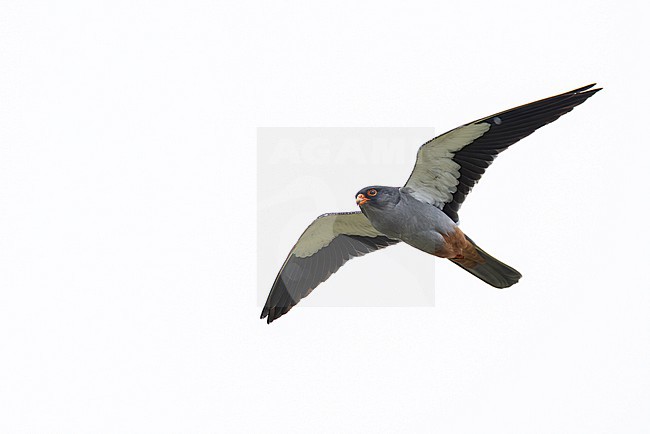 adult male amur falcon (falco amurensis) in flight, found near Khalk River in eastern Mongolia in Dornod Aimag stock-image by Agami/Mathias Putze,