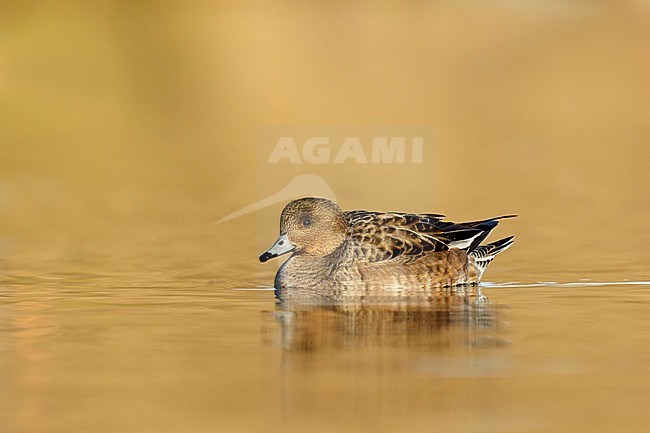 Eurasian Wigeon (Anas penelope) female swimming in golden hour from low point of view in the Reeuwijkse plassen Netherlands stock-image by Agami/Walter Soestbergen,