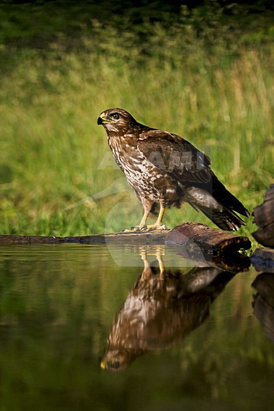 Buizerd zittend bij bosvijver; Common Buzzard perched at the edge of a forestpool stock-image by Agami/Marc Guyt,