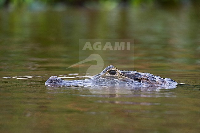 A Yacare Caiman, Caiman Crocodylus Yacare, submerged in the Cuiaba river. Mato Grosso Do Sul State, Brazil. stock-image by Agami/Sergio Pitamitz,