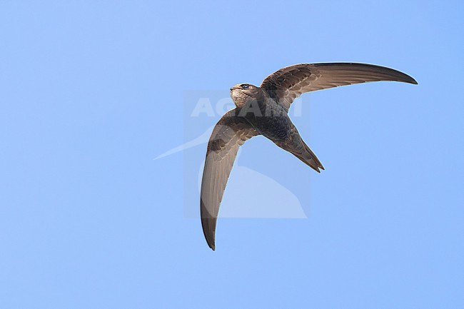 Common Swift, Apus apus, in Italy. Seen from below. stock-image by Agami/Daniele Occhiato,