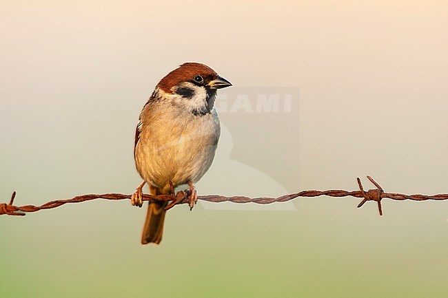 Eurasian, tree, sparrow; Passer montanus stock-image by Agami/Wil Leurs,