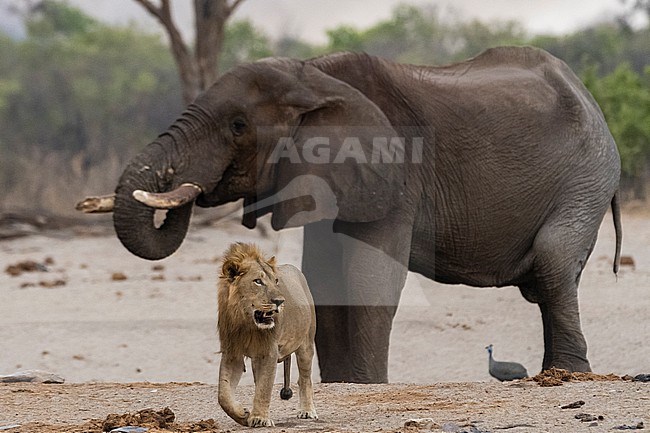 A male lion, Panthera leo, walking away from an African elephant, Loxodonta africana, drinking at waterhole. Savuti, Chobe National Park, Botswana stock-image by Agami/Sergio Pitamitz,