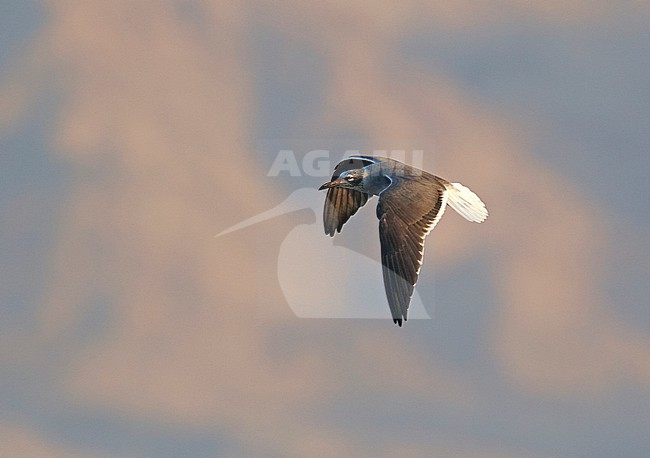 Immature White-eyed gull (Ichthyaetus leucophthalmus) in Israel. stock-image by Agami/Tomi Muukkonen,