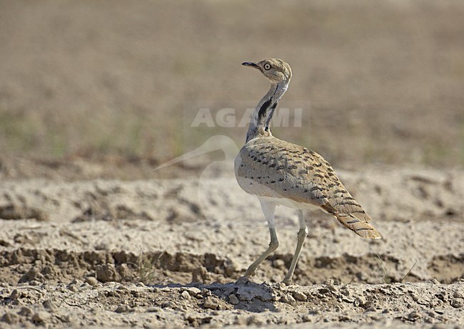 Volwassen Oostelijke Kraagtrap; Adult Macqueen\'s Bustard stock-image by Agami/Markus Varesvuo,