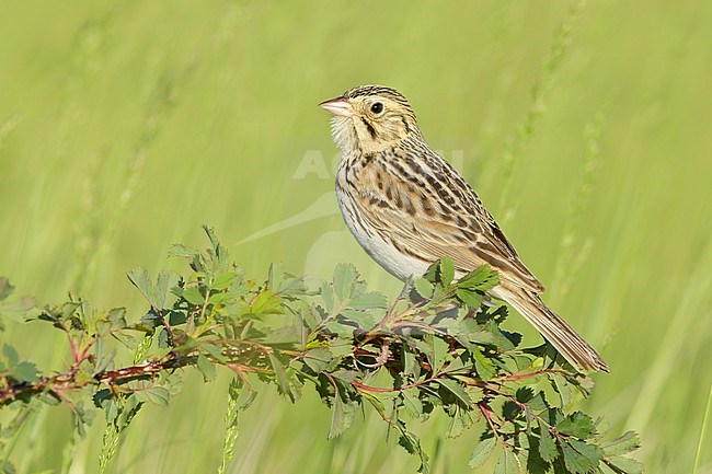 Adult
Kidder Co., ND
June 2020 stock-image by Agami/Brian E Small,