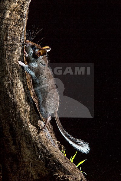 Garden Dormouse (Eliomys quercinus) during the night near Madrid in Spain. stock-image by Agami/Oscar Díez,