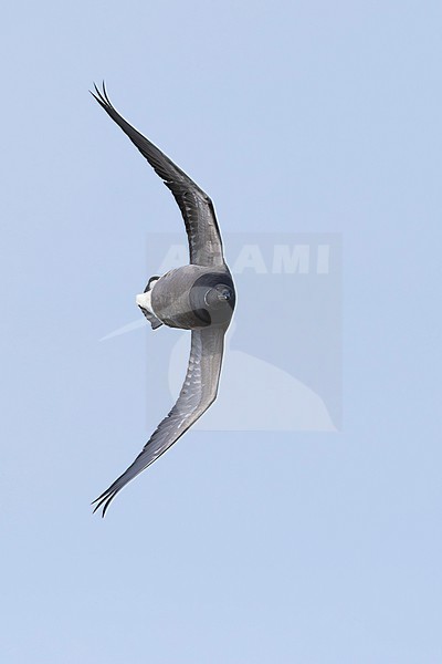 adult brant or brent goose (Branta bernicla bernicla) in acrobatic flight, found at Texel in the Netherlands stock-image by Agami/Mathias Putze,