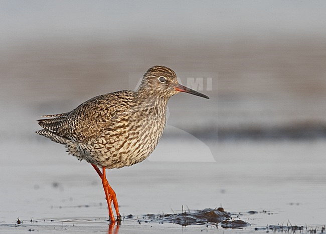 Common Redshank standing in water; Tureluur staand in water stock-image by Agami/Jari Peltomäki,