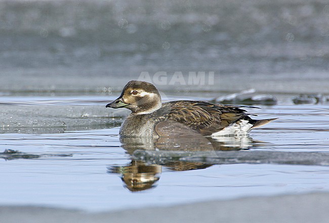 Female Long-tailed Duck (Clangula hyemalis) swimming between drift ice in Norway. stock-image by Agami/Tomi Muukkonen,
