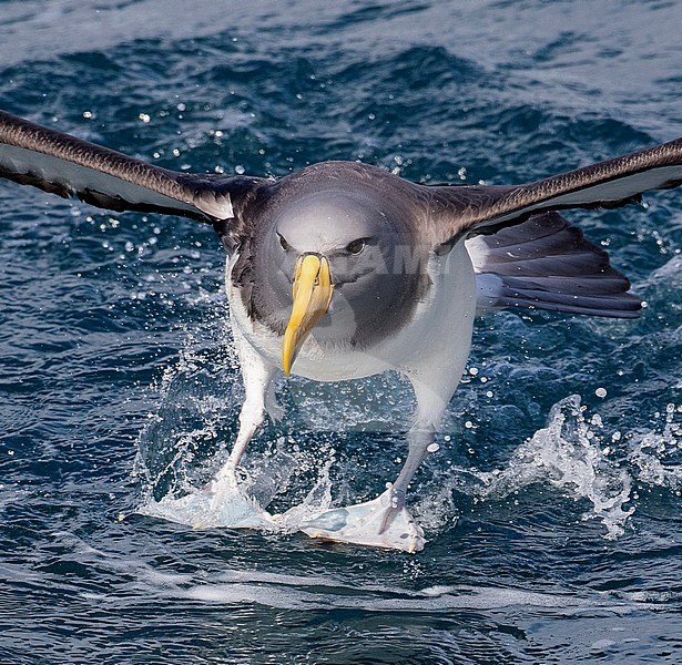 Adult Chatham Albatross (Thalassarche eremita) landing on the ocean near the only colony on The Pyramid off the Chatham Islands, New Zealand. Using its feet as landing gear. stock-image by Agami/Marc Guyt,