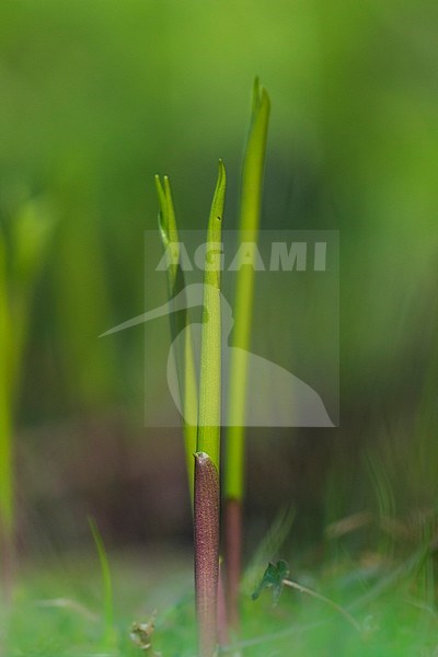 Lily-of-the-valley stock-image by Agami/Wil Leurs,