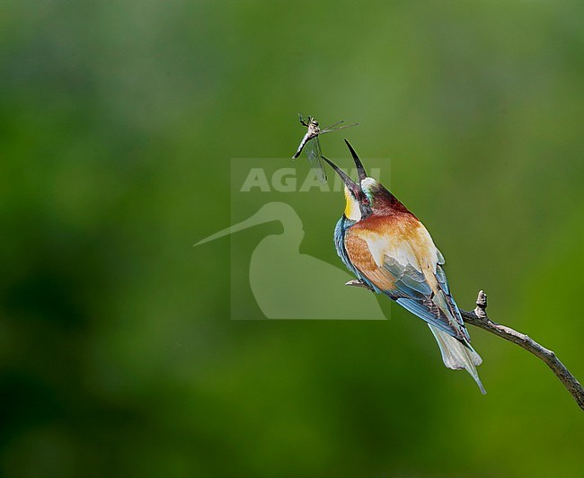 European Bee-eater, Merops apiaster, in Hungary during spring. Tossing a dragonfly in the air, just before eating. stock-image by Agami/Marc Guyt,