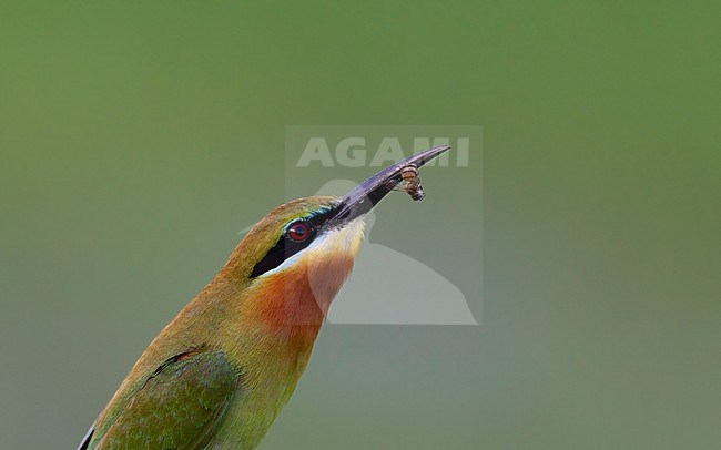 Blue-tailed Bee-eater (Merops philippinus) headshot of a bird with a caught Bee at Petchaburi, Thailand stock-image by Agami/Helge Sorensen,