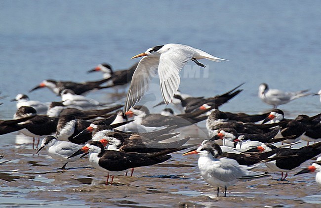 Wintering Elegant Terns (Thalasseus elegans) and Black Skimmer resting on a beach at the coast of Chile. One tern flying over the group. stock-image by Agami/Dani Lopez-Velasco,