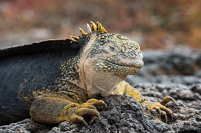 Portrait of a land iguana, Conolophus subcristatus. South Plaza Island, Galapagos, Ecuador stock-image by Agami/Sergio Pitamitz,