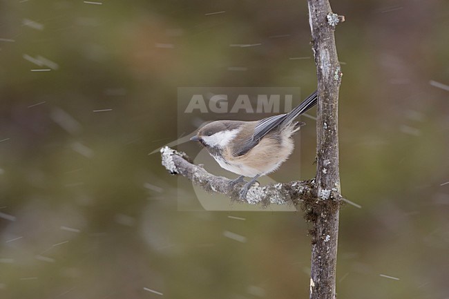Bruinkopmees op takje; Grey-headed Chickadee on twig stock-image by Agami/Arie Ouwerkerk,