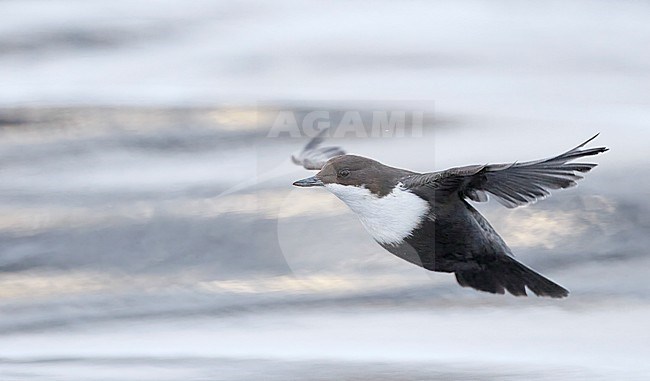 Black-bellied White-throated Dipper, Cinclus cinclus cinclus, wintering in stream in cold frozen taiga forest in northern Finland. stock-image by Agami/Markus Varesvuo,