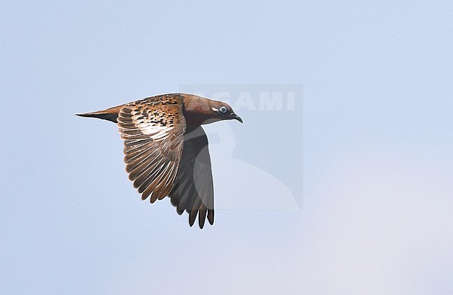 Galapagos Dove (Zenaida galapagoensis) on the Galapagos islands. stock-image by Agami/Laurens Steijn,