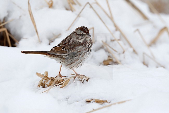 Zanggors zittend in de sneeuw; Song Sparrow (Melospiza melodia) standing on snow stock-image by Agami/Chris van Rijswijk,
