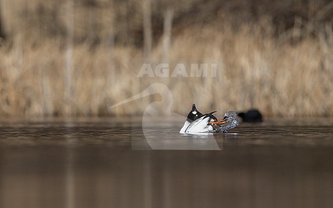 Common Goldeneye (Bucephala clangula) adult male showing courtship behaviour on a lake in Gribskov, Denmark stock-image by Agami/Helge Sorensen,