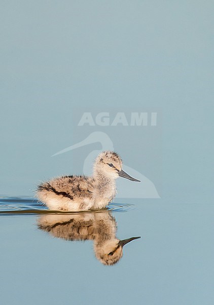 Chick of the Pied Avocet, Recurvirostra avosetta, during spring in the Wagejot on Texel, Netherlands. stock-image by Agami/Marc Guyt,