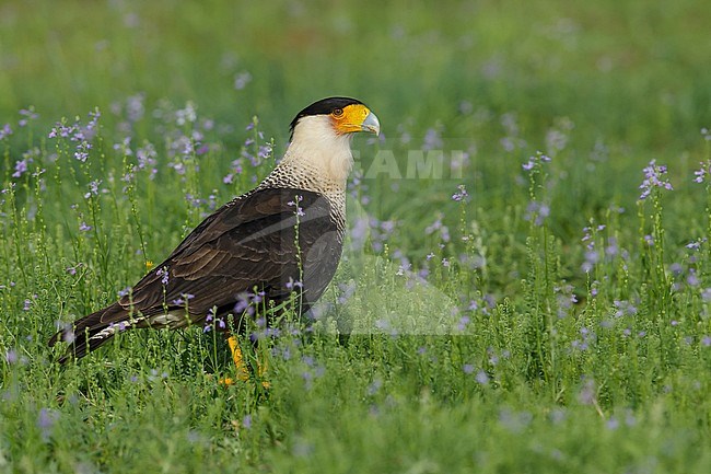 Adult
Hidalgo Co., TX
February 2014 stock-image by Agami/Brian E Small,