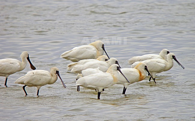 Groep Kleine Lepelaars in water, Black-faced Spoonbill group in water stock-image by Agami/Pete Morris,
